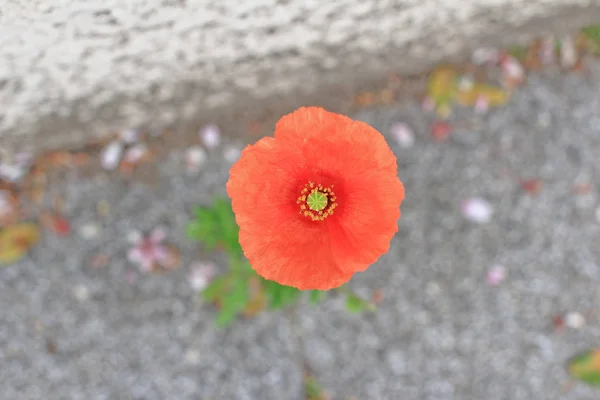 Papaver somniferum, comúnmente conocido como amapola de opio —  Fotos de Stock