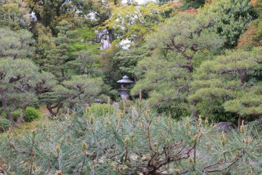 japonya'da shosei en bahçe