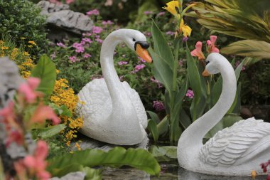 hong kong 2014'te bir çiçek gösterisi