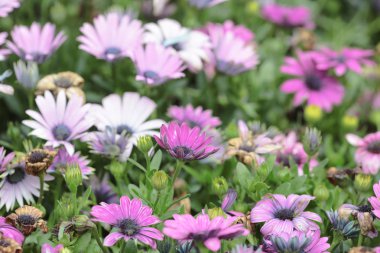 Kozmos bipinnatus çiçeği