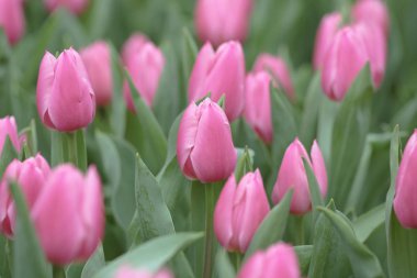  çiçek gösterisinde pembe lale tarlası hk 2014