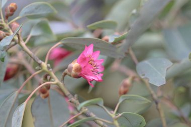 hong kong 2014'te bir çiçek gösterisi