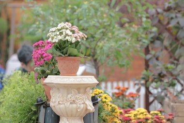 hong kong 2014'te bir çiçek gösterisi