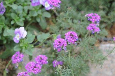 hong kong 2014'te bir çiçek gösterisi