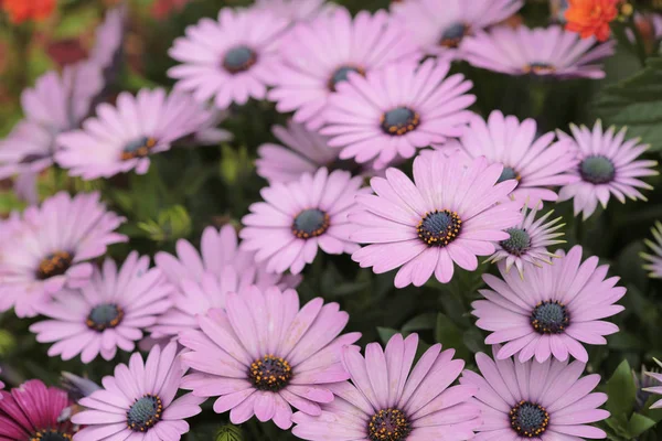 Un espectáculo de flores en Hong Kong 2014 —  Fotos de Stock