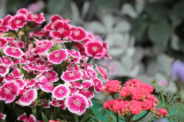 A flower show at hong kong 2014 — Stock Photo, Image