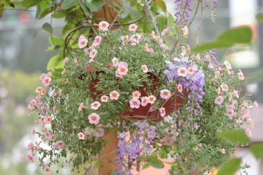 hong kong 2014'te bir çiçek gösterisi