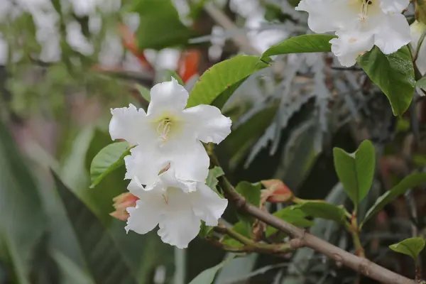 Un spectacle de fleurs au hong kong 2014 — Photo