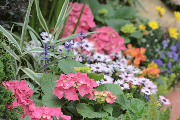 Cama de flores —  Fotos de Stock