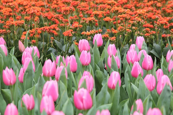 Růžová Tulipán pole — Stock fotografie