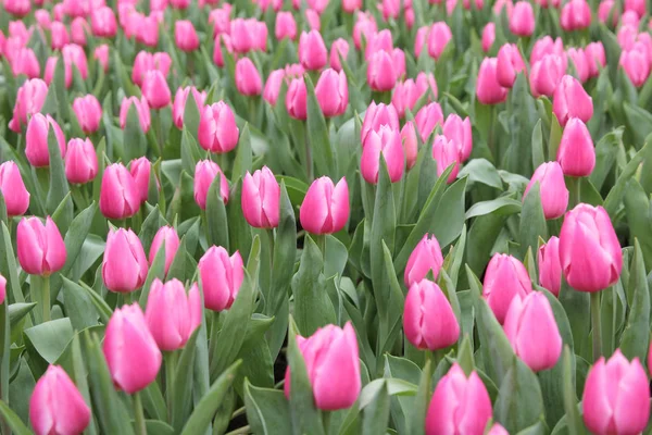 Campo de tulipán rosa — Foto de Stock