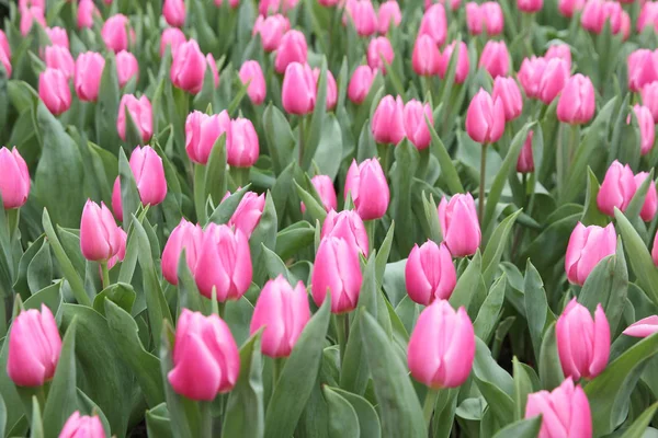 Pink tulip field — Stock Photo, Image