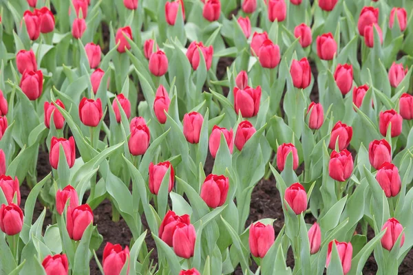 Tulipán rojo — Foto de Stock