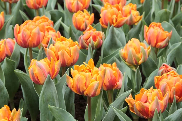 Tulipa gesneriana — Foto Stock