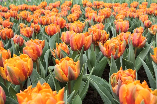 Tulipa gesneriana — Foto Stock