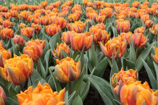 Tulipa gesneriana — Stock Photo, Image