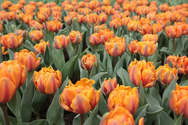 Tulipa gesneriana — Foto Stock