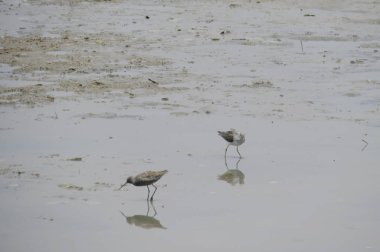 Yuen uzun Sandpiper kuş 24 Nisan 2014 