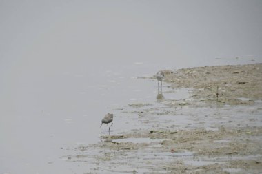 Yuen uzun Sandpiper kuş 24 Nisan 2014 