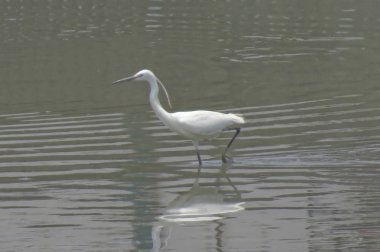 Büyük Egret Yuen uzun 24 Nisan 2014 at 