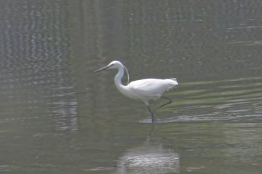 Büyük Egret Yuen uzun 24 Nisan 2014 at 
