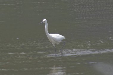 Büyük Egret Yuen uzun 24 Nisan 2014 at 