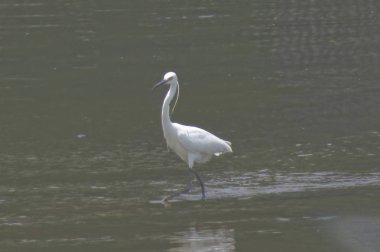 Büyük Egret Yuen uzun 24 Nisan 2014 at 