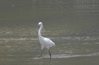 Büyük Egret Yuen uzun 24 Nisan 2014 at 