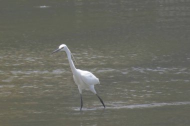 Büyük Egret Yuen uzun 24 Nisan 2014 at 