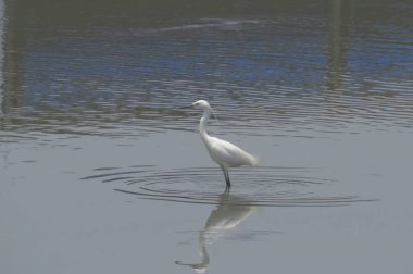 Büyük Egret Yuen uzun 24 Nisan 2014 at 