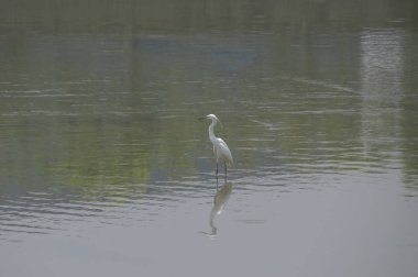 Büyük Egret Yuen uzun 24 Nisan 2014 at 
