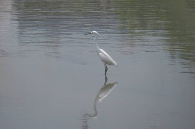 Büyük Egret Yuen uzun 24 Nisan 2014 at 