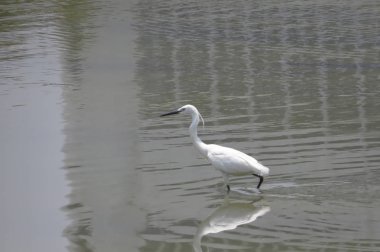 Büyük Egret Yuen uzun 24 Nisan 2014 at 