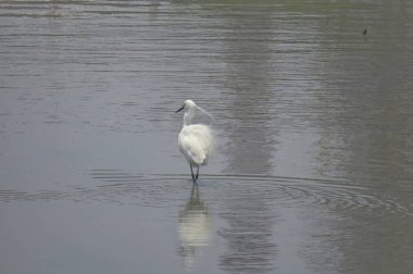 Büyük Egret Yuen uzun 24 Nisan 2014 at 