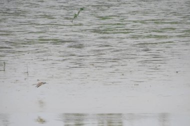 Wetland Yuen long hk 24 Nisan 2014 