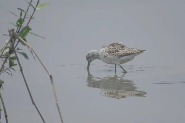 Sandpiper bird in Yuen long 24 Abril 2014 — Fotografia de Stock