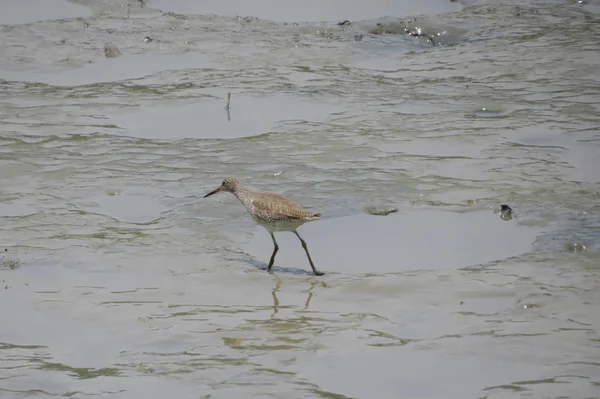 Ptak Sandpiper w Yuen Long 24 Kwiecień 2014 — Zdjęcie stockowe