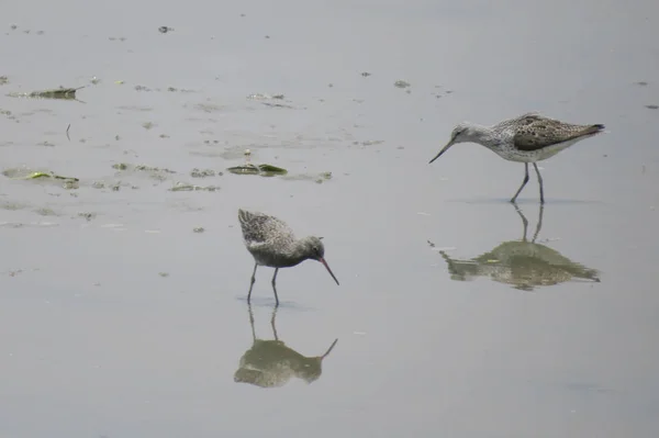 Sandpiper bird in Yuen long 24 Abril 2014 — Fotografia de Stock