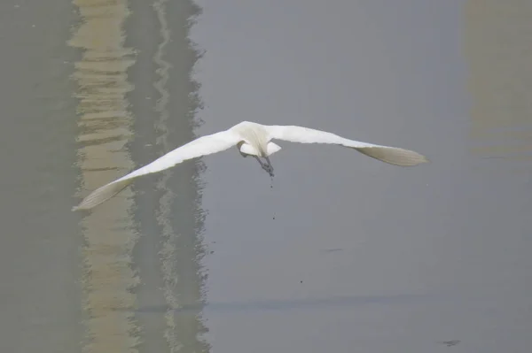 Great egret w: Yuen Long 24 kwietnia 2014 — Zdjęcie stockowe