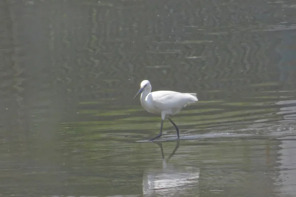 Grande aigrette à Yuen long 24 avril 2014 — Photo