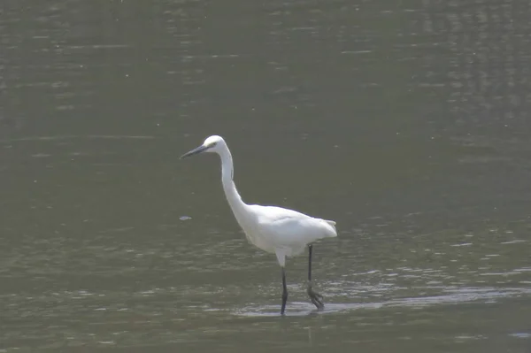 Velký Egret na Yuenu, dlouhý 24. dubna 2014 — Stock fotografie