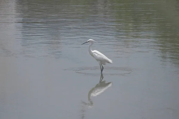 Grande aigrette à Yuen long 24 avril 2014 — Photo