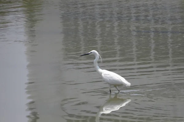 Grande aigrette à Yuen long 24 avril 2014 — Photo