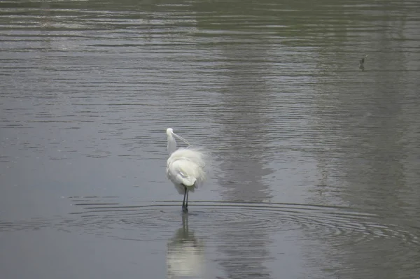 Great egret w: Yuen Long 24 kwietnia 2014 — Zdjęcie stockowe