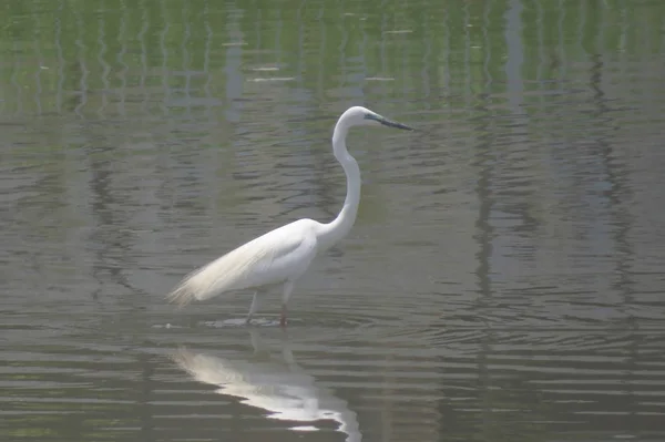 Velký Egret na Yuenu, dlouhý 24. dubna 2014 — Stock fotografie