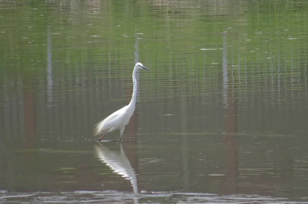 Grande Egret a Yuen lungo 24 Aprile 2014 — Foto Stock