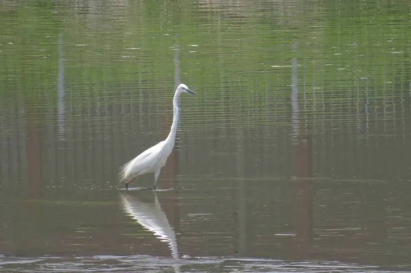 Grande Egret a Yuen lungo 24 Aprile 2014 — Foto Stock