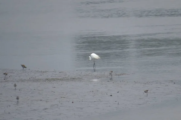 Grande aigrette à Yuen long 24 avril 2014 — Photo