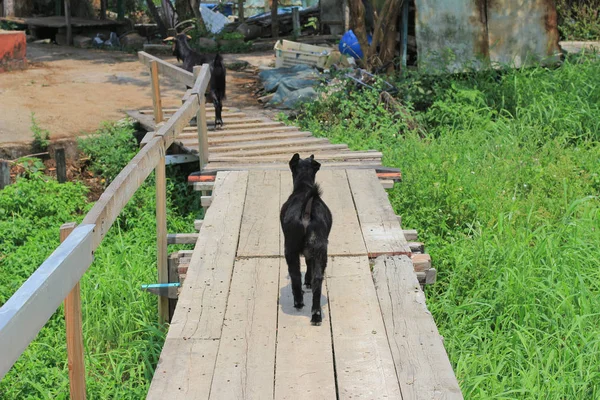 Schwarze Ziege, Herde auf dem Hof bei Yuen Long — Stockfoto