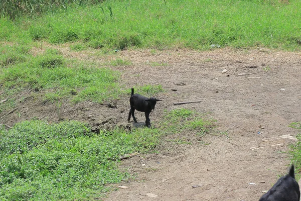 Black goat, herd on the farm at yuen long — Stock Photo, Image